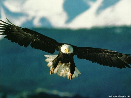 eagles