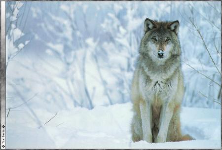 le loup de la neige