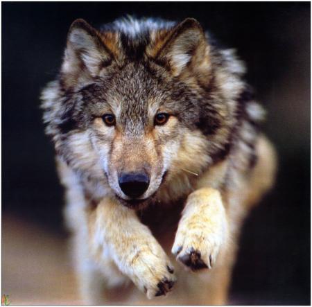 le loup