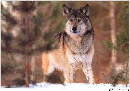 encore un loup